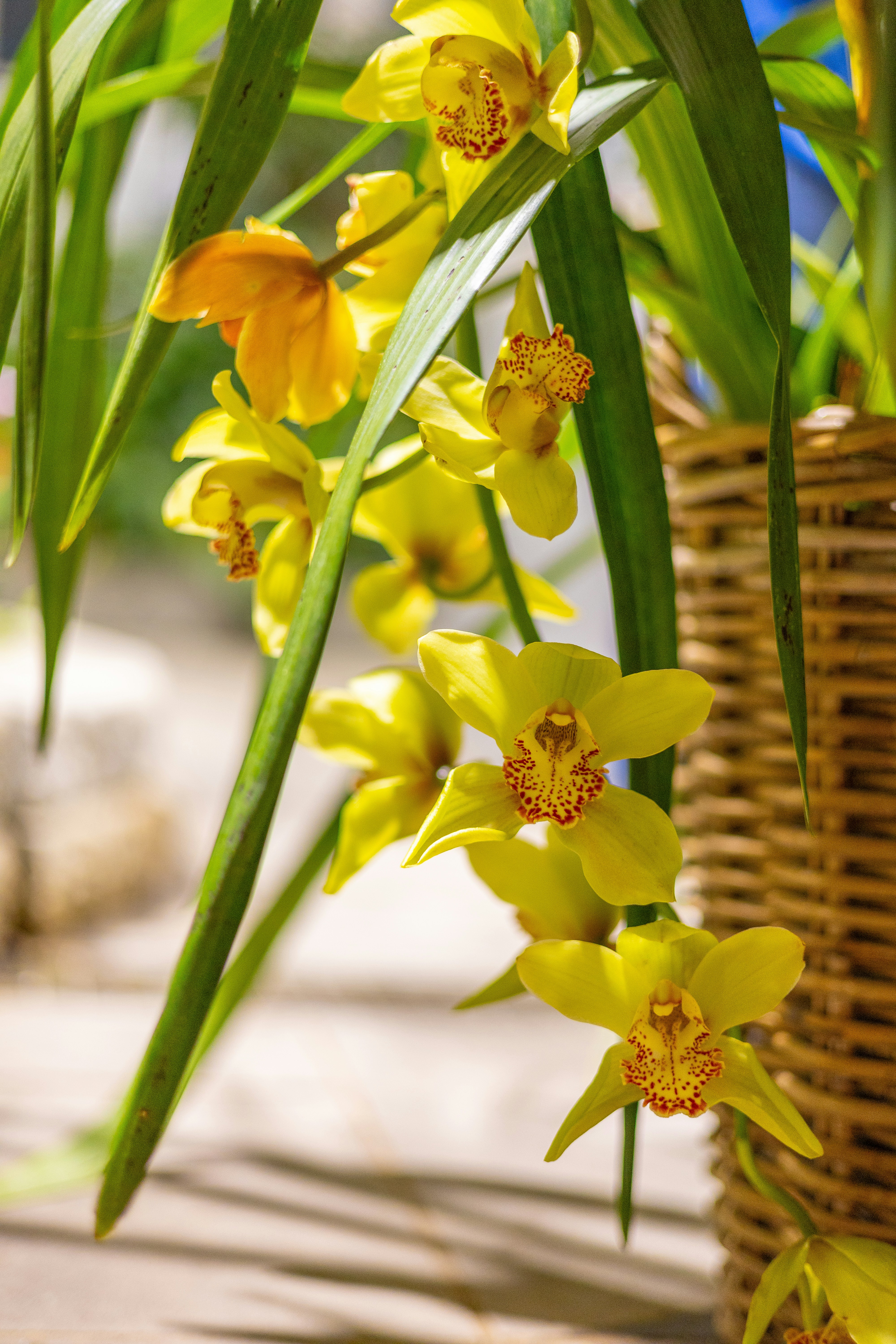 a bunch of yellow flowers in a wicker basket