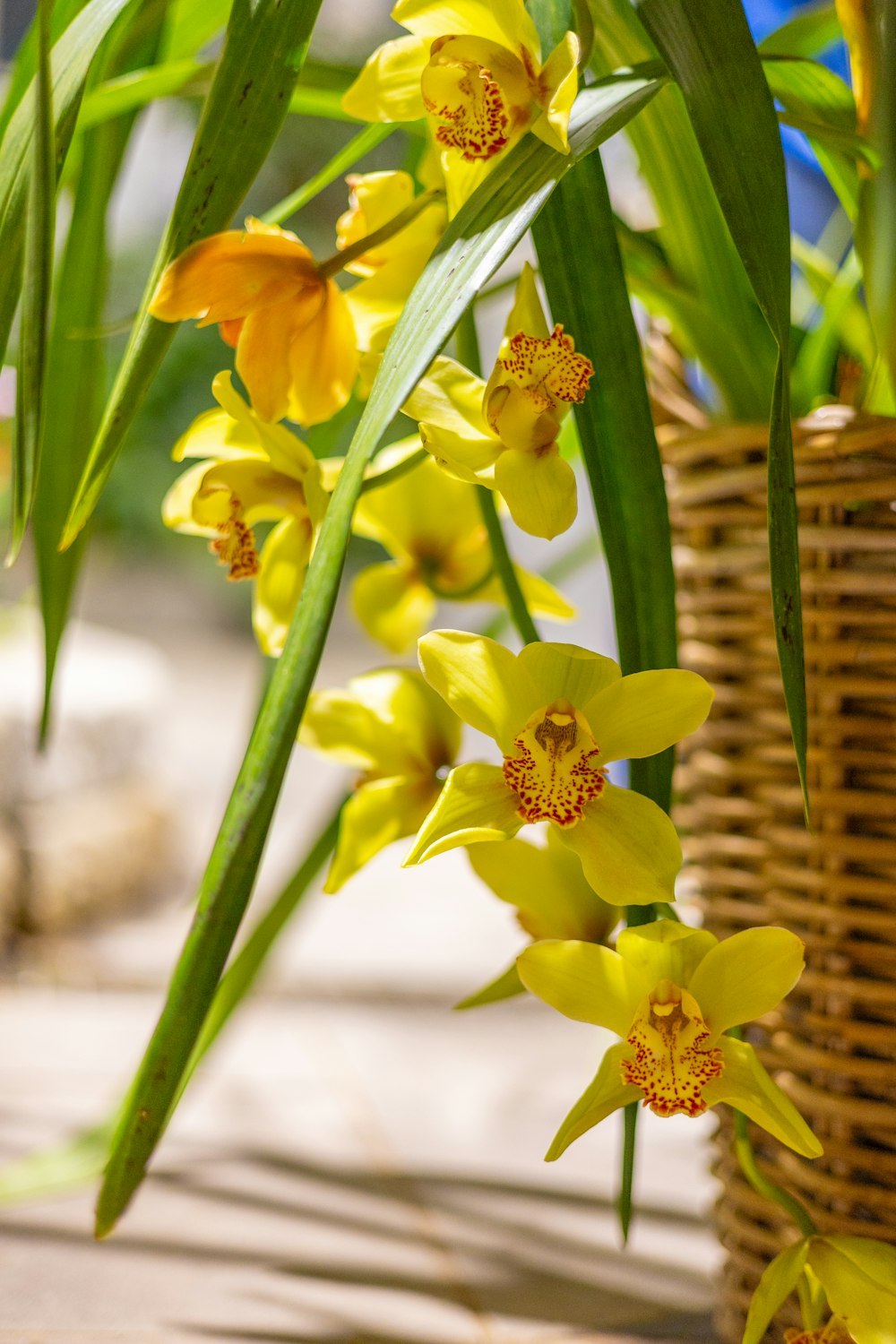 a bunch of yellow flowers in a wicker basket