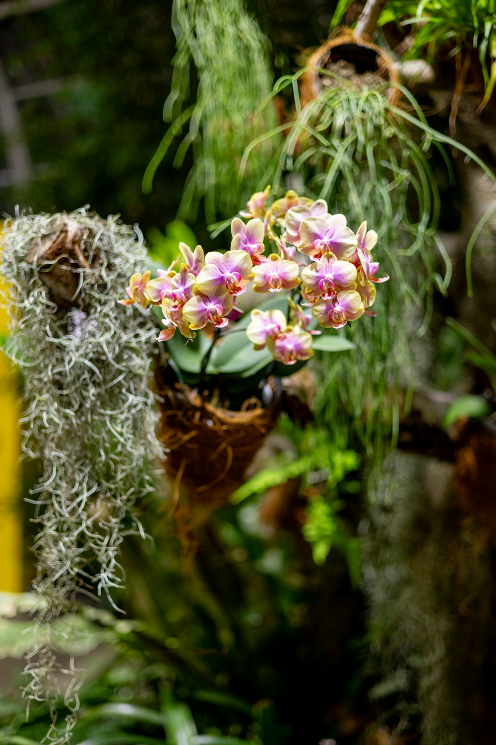 a bunch of flowers that are hanging from a tree