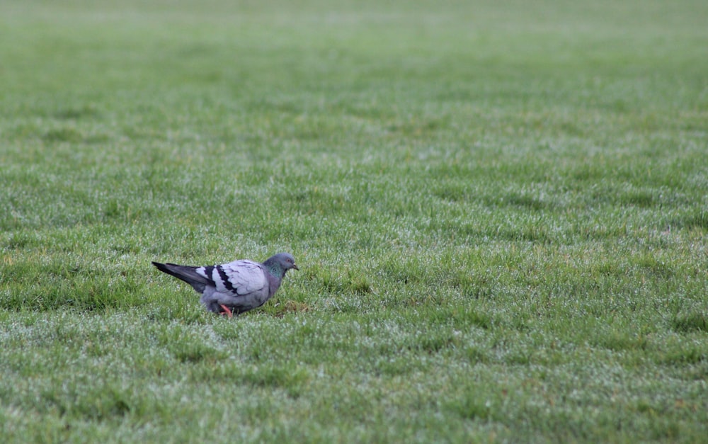 a bird standing in the middle of a grassy field