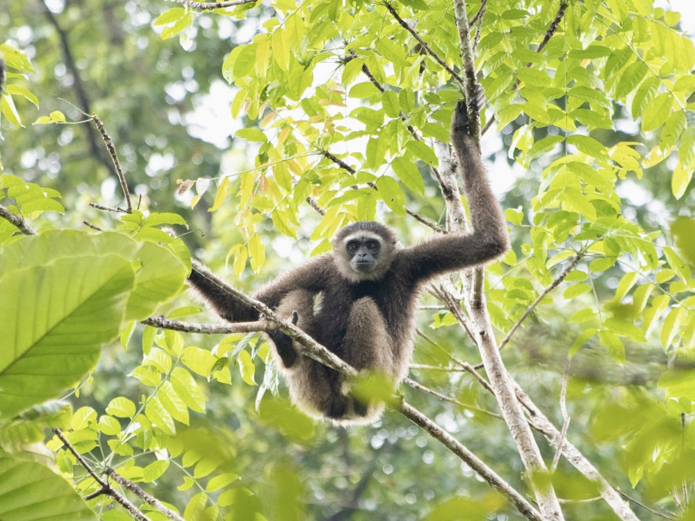 a monkey hanging from a tree branch in a forest