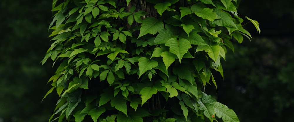 a green tree with lots of leaves on it