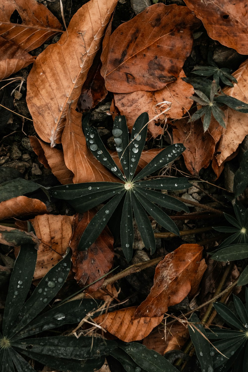 a bunch of leaves that are on the ground