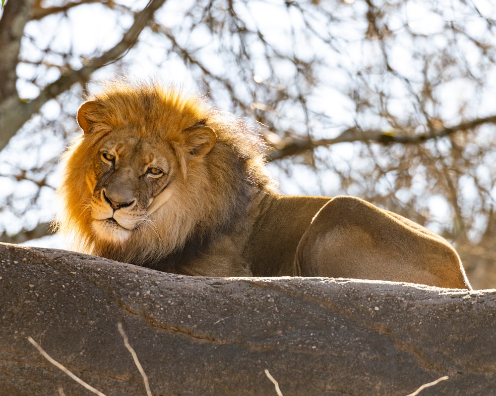 a lion resting on a rock in a zoo