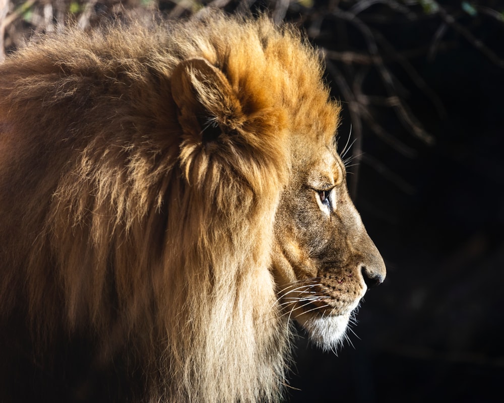 a close up of a lion's face with trees in the background