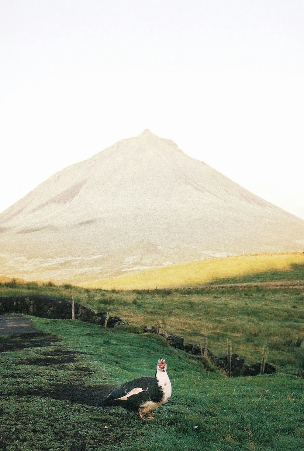 a bird sitting in the grass in front of a mountain