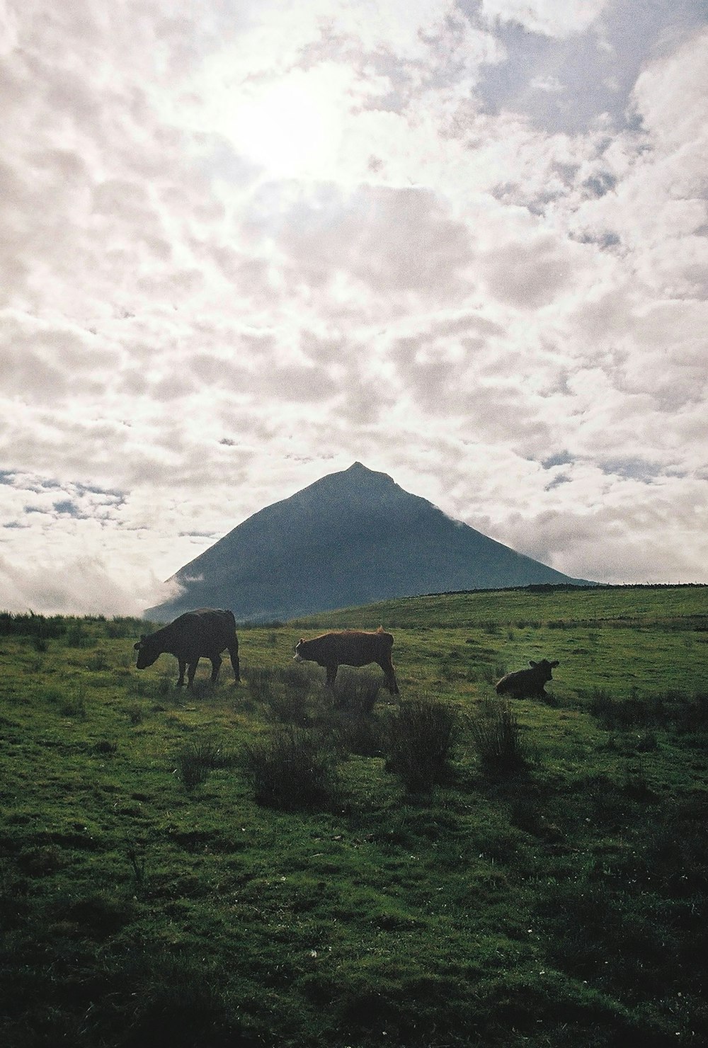 a couple of cows standing on top of a lush green field