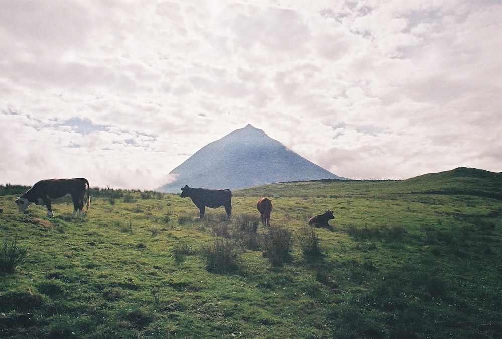 緑豊かな丘の中腹で草を食む牛の群れ