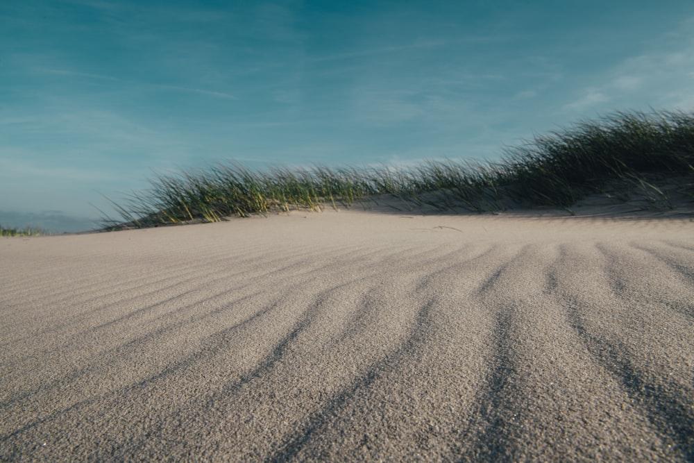 a sandy beach with grass growing on top of it