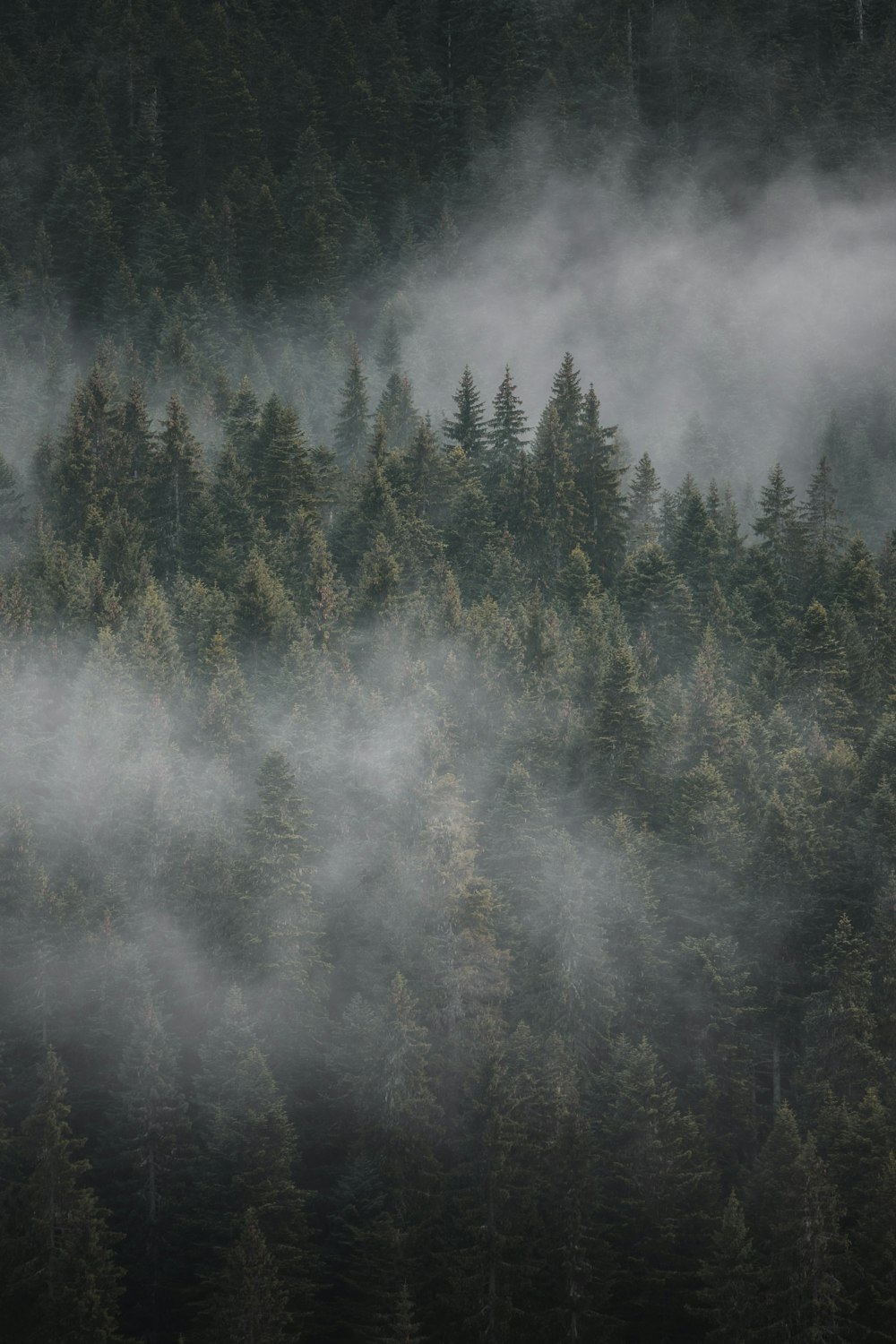 a forest filled with lots of trees covered in fog