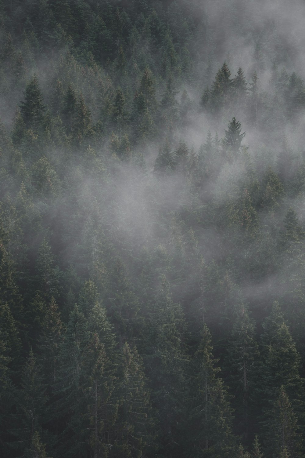 a plane flying over a forest covered in fog