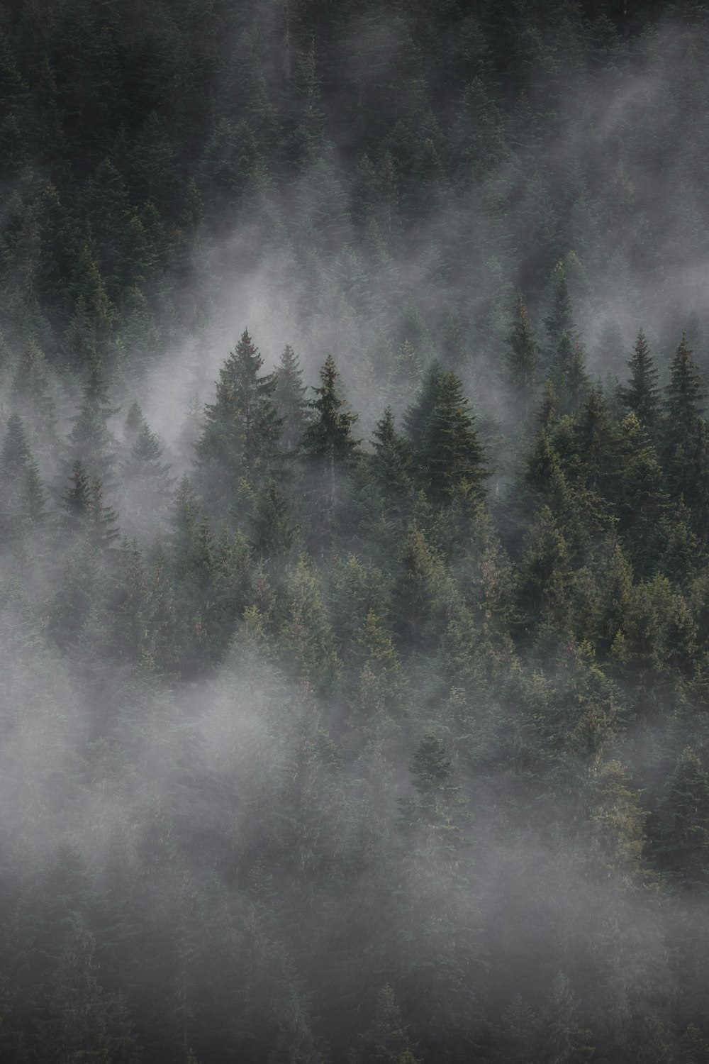 a forest filled with lots of trees covered in fog