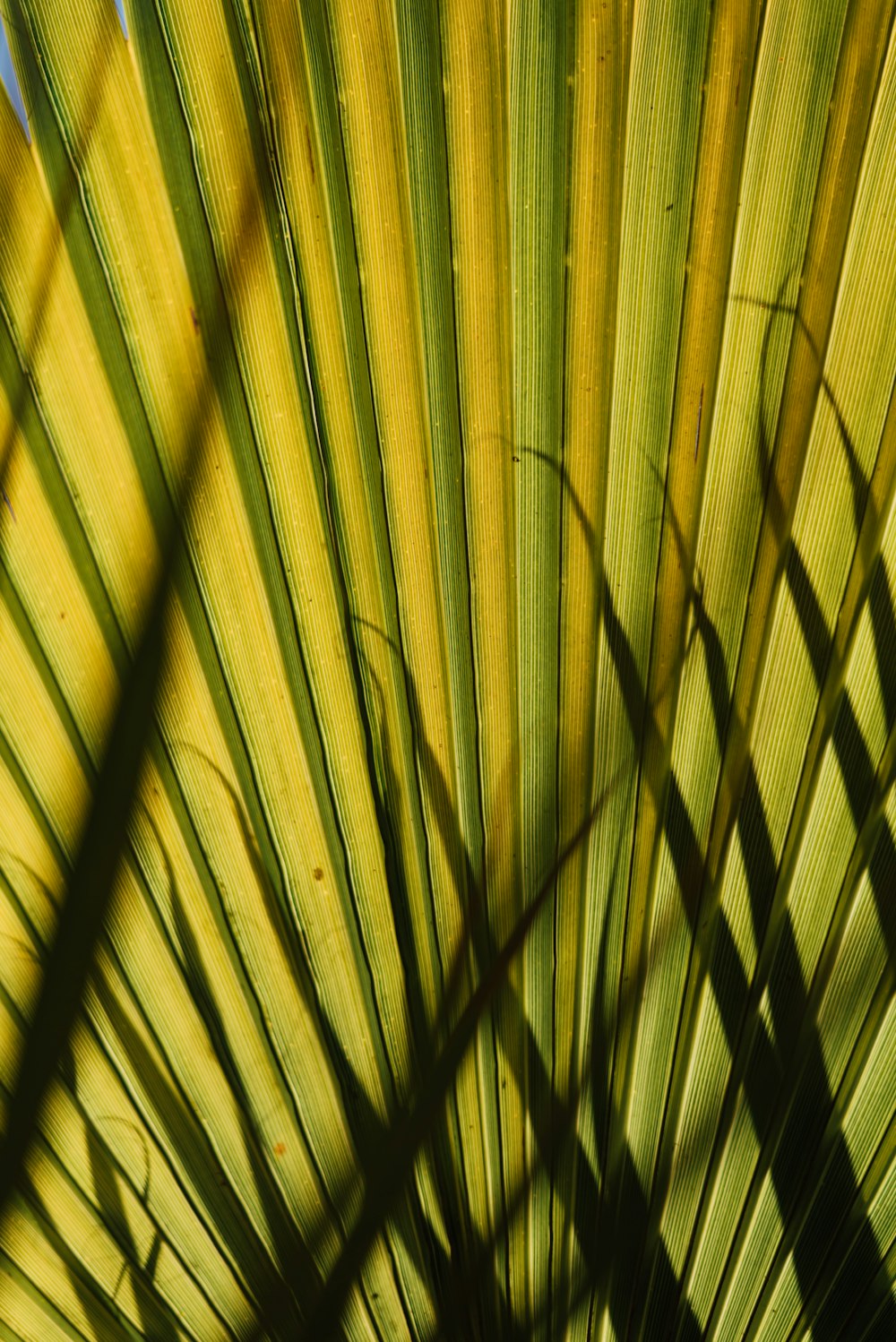 a close up of a palm leaf with a blue sky in the background