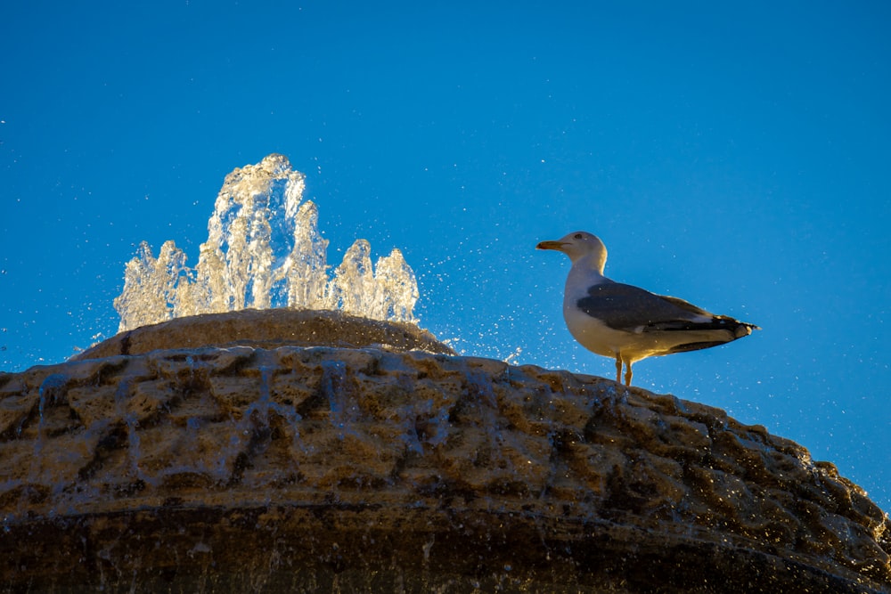 a seagull is standing on top of a fountain