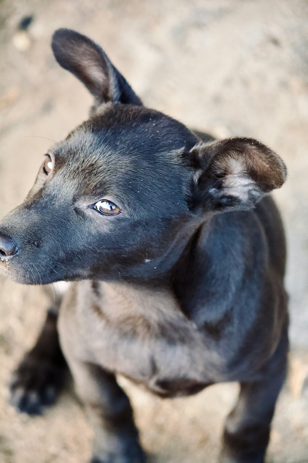 a small black dog standing on top of a dirt field