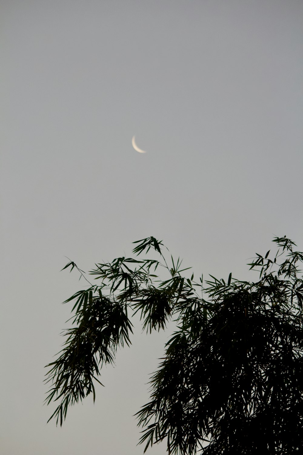 the moon is seen through the branches of a tree