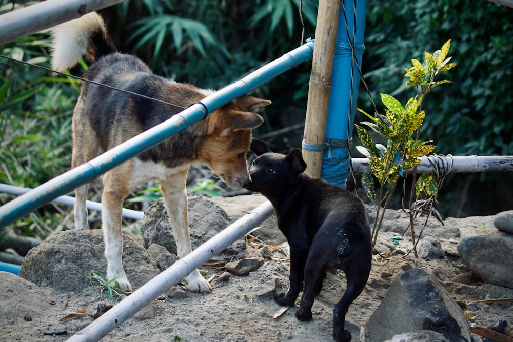 a couple of dogs standing next to each other