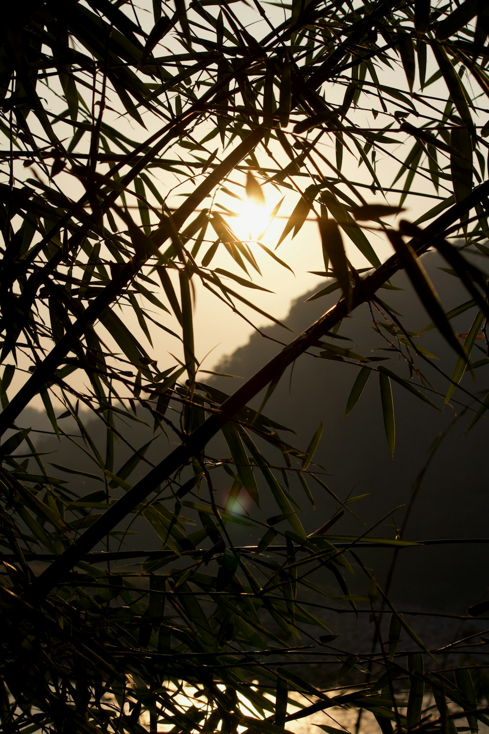 the sun is shining through the branches of a tree