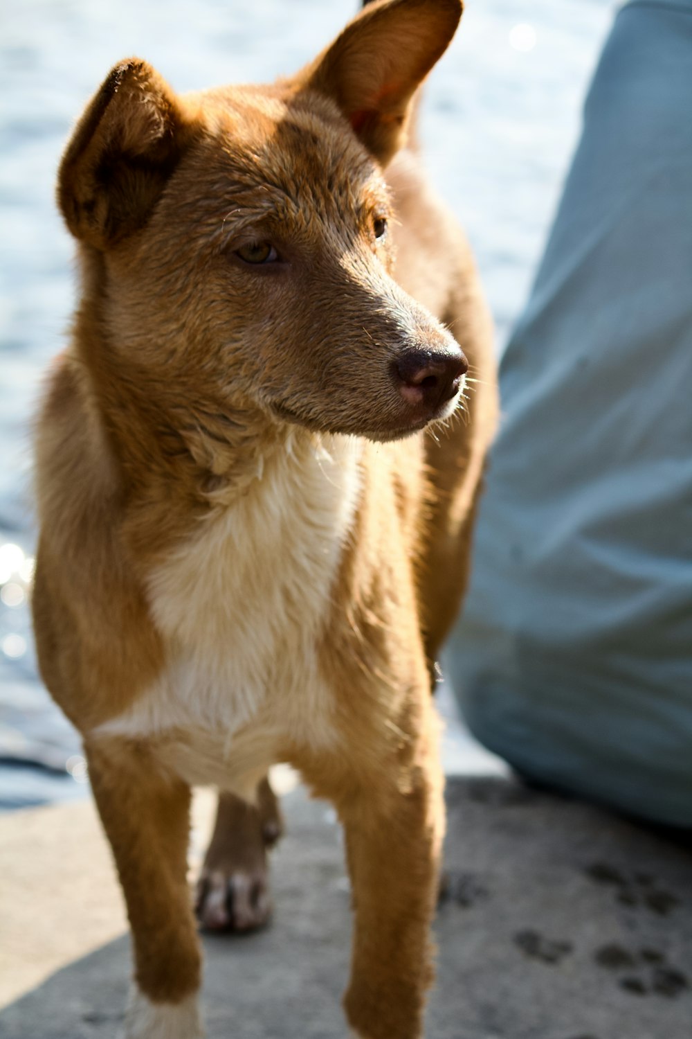 a brown and white dog standing next to a body of water