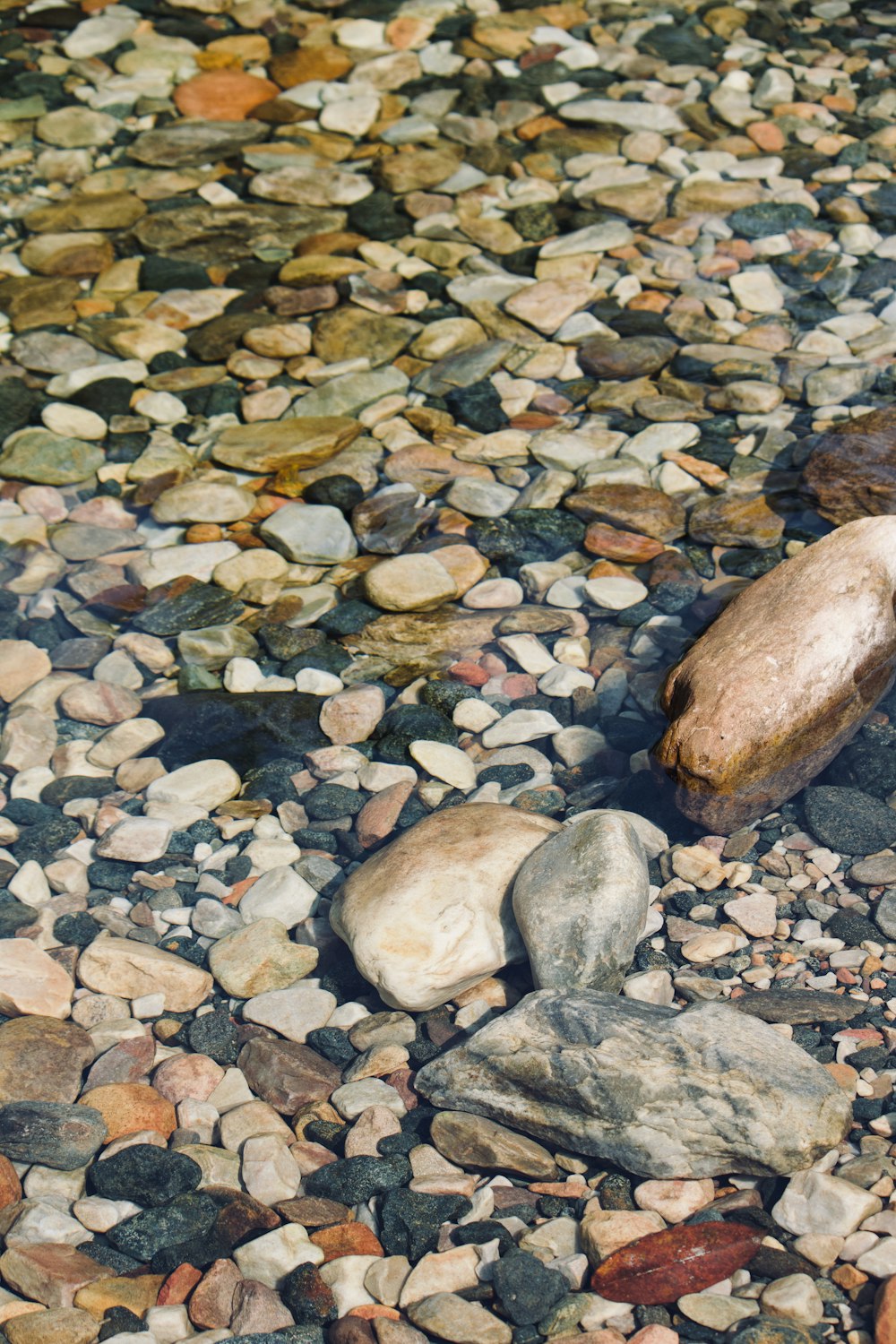 a bird is sitting on a rock in the water