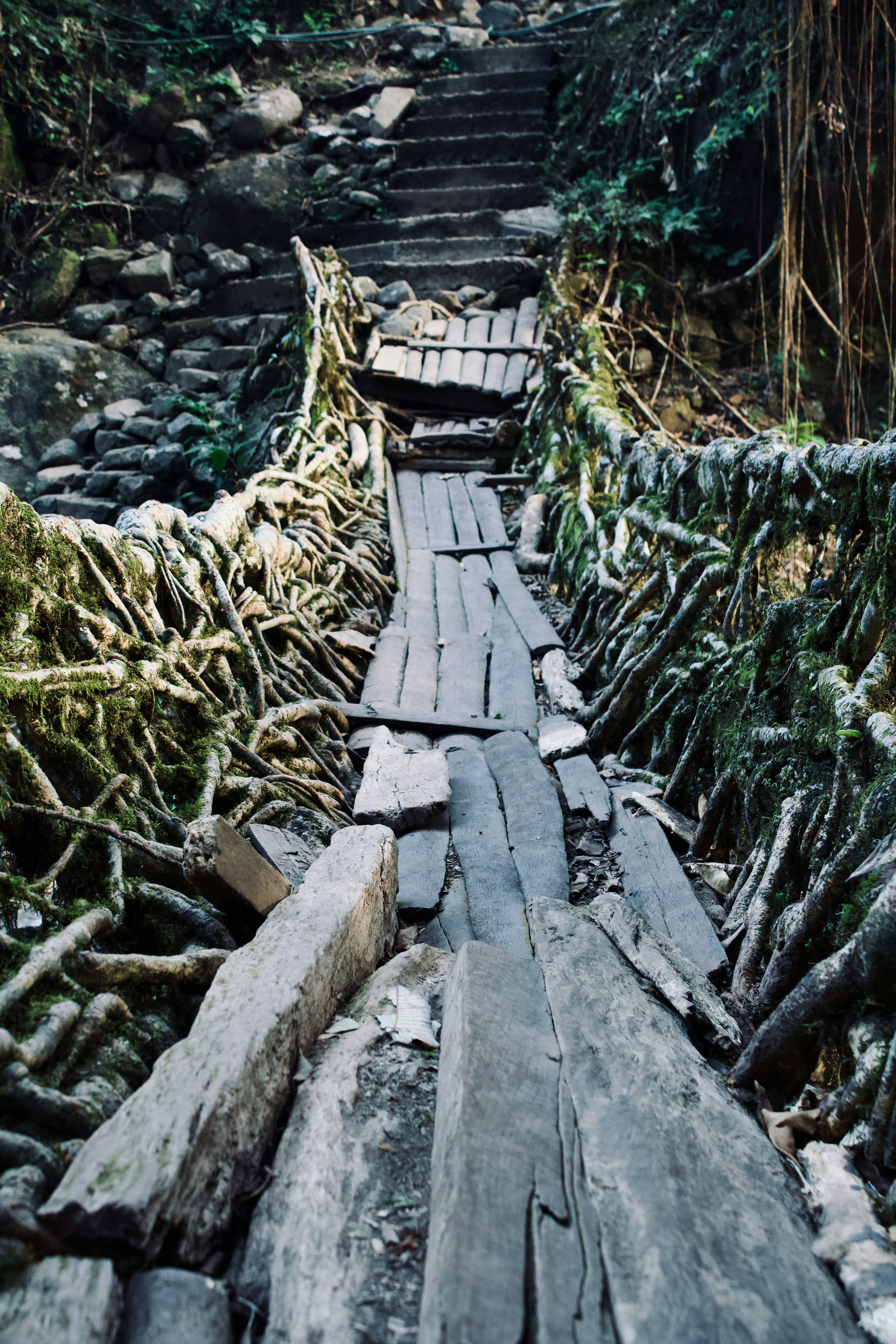 jalan setapak kayu di tengah hutan