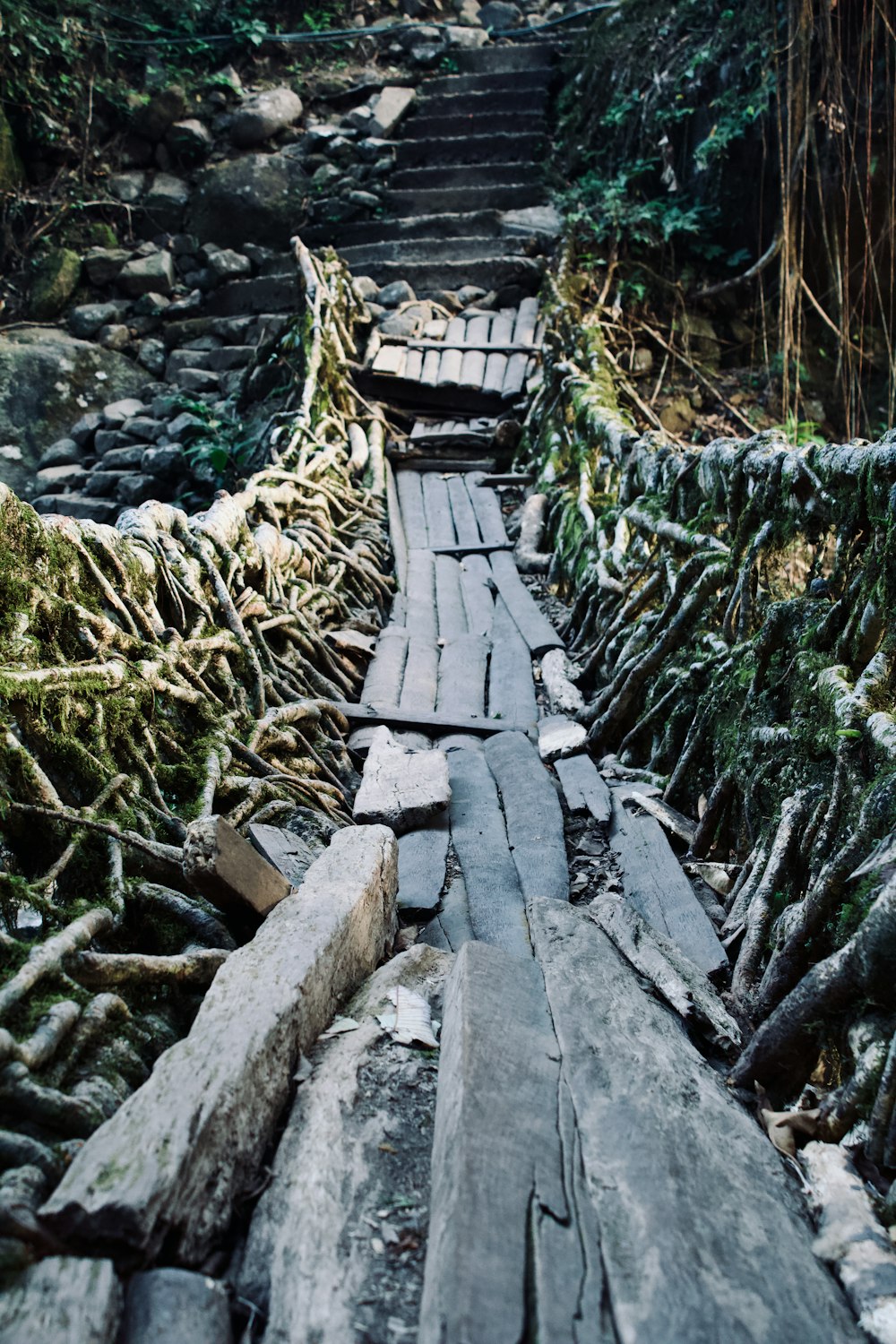 a wooden walkway in the middle of a forest