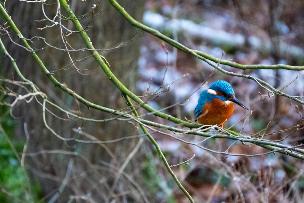 a blue and orange bird sitting on a tree branch