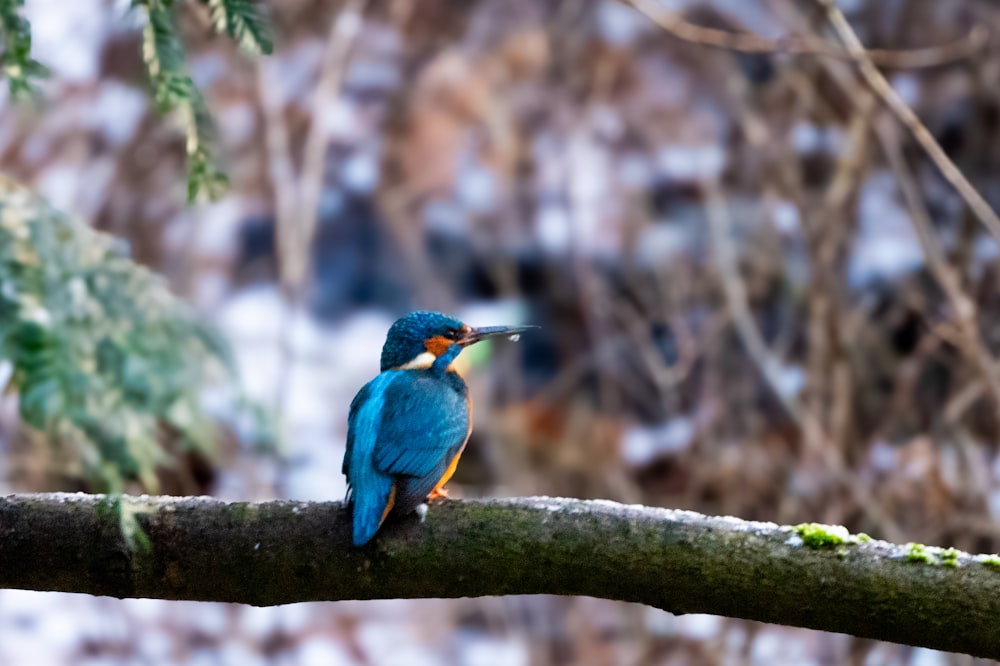 a blue bird sitting on top of a tree branch