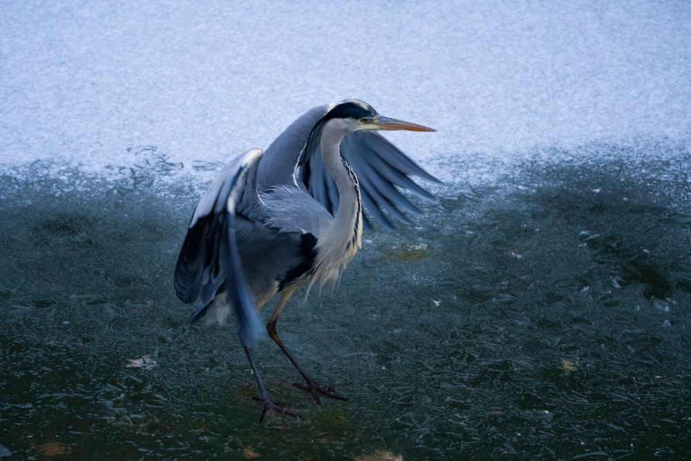 a bird with it's wings open standing in the water