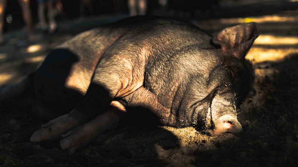 a pig laying on the ground in the shade