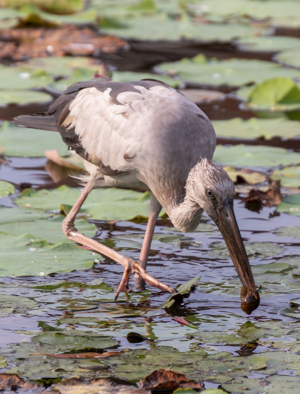 un pájaro con un pico largo parado en el agua