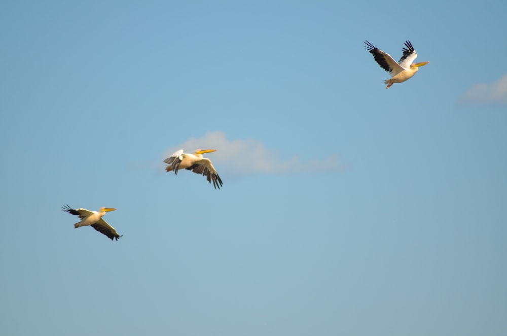 a flock of birds flying through a blue sky