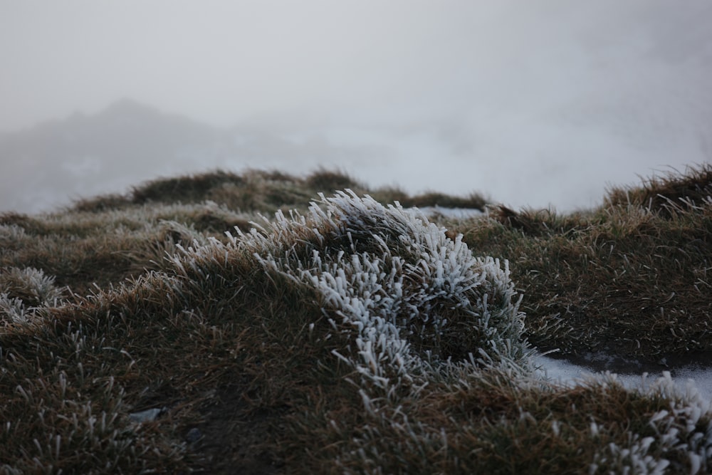 a patch of grass covered in snow on top of a hill