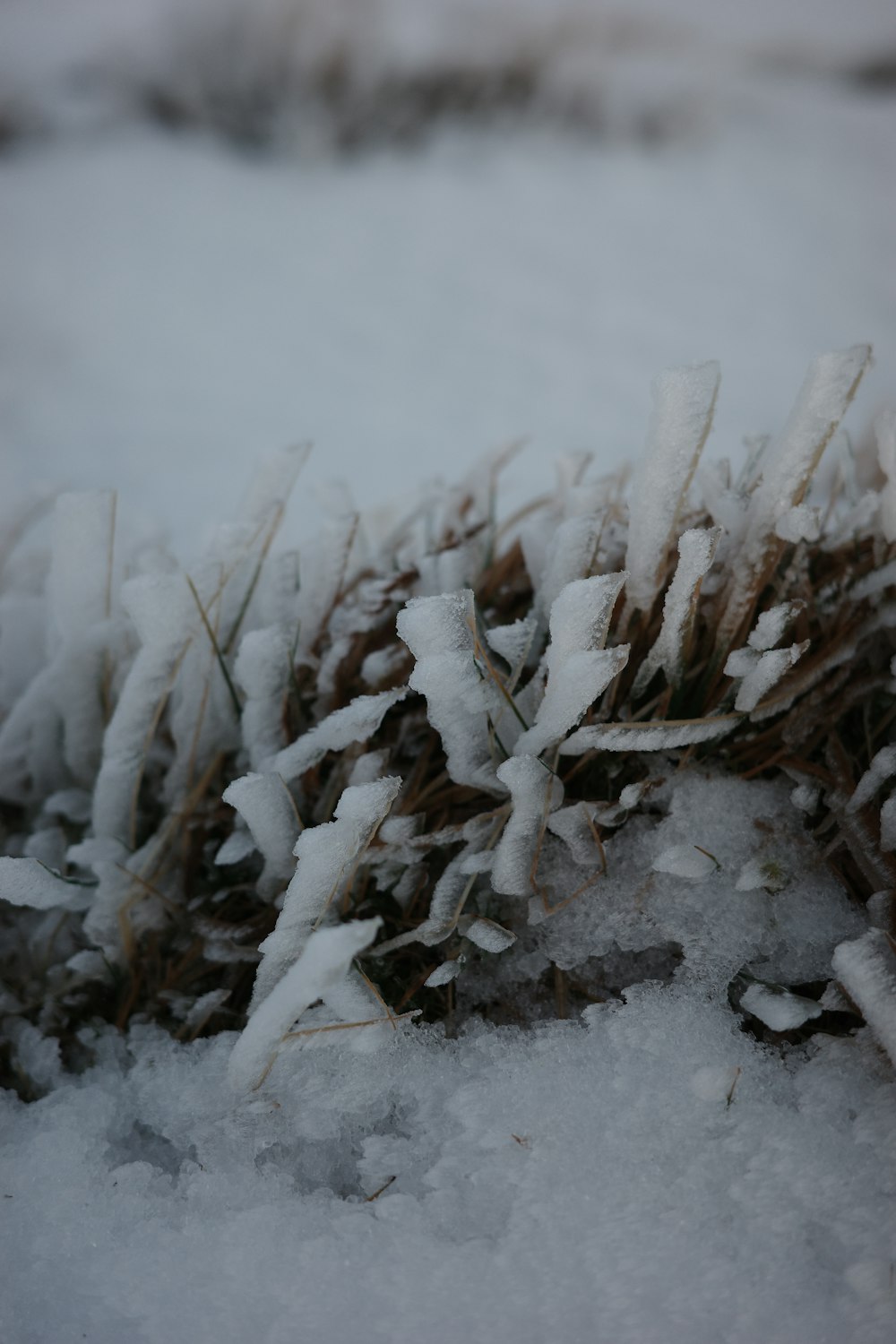 a close up of snow covered plants in the snow