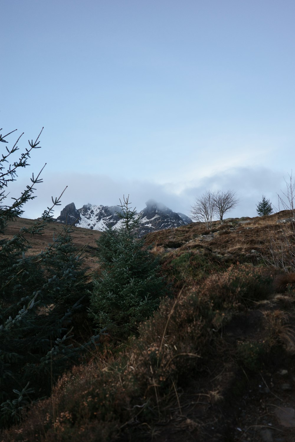 a grassy hill with a few trees on it