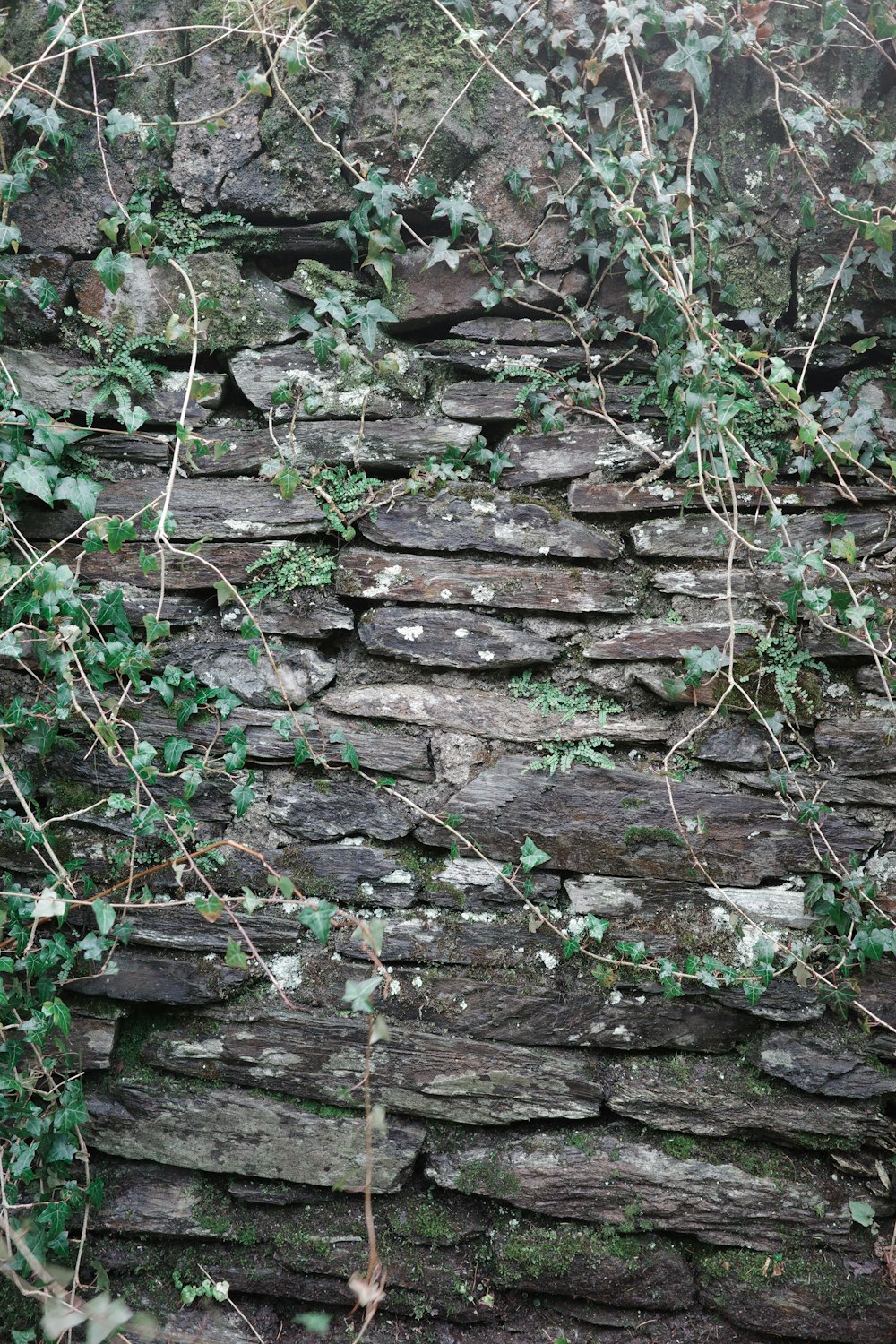 uma parede de pedra com hera crescendo sobre ela