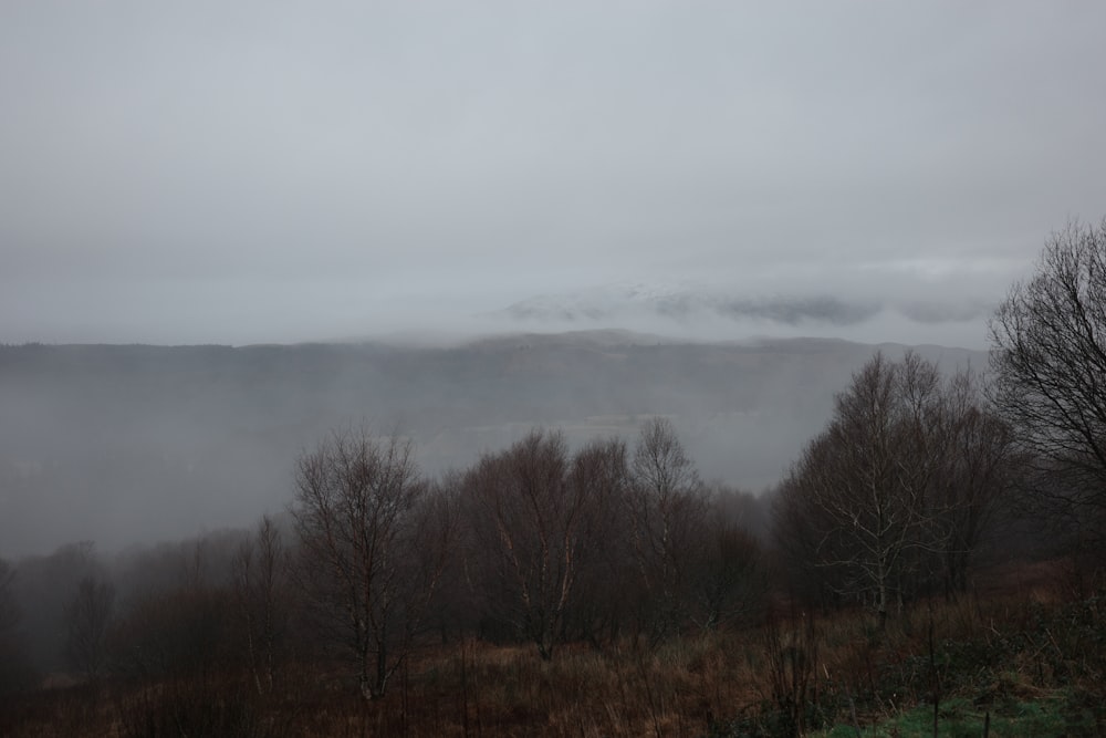 a foggy mountain with trees in the foreground