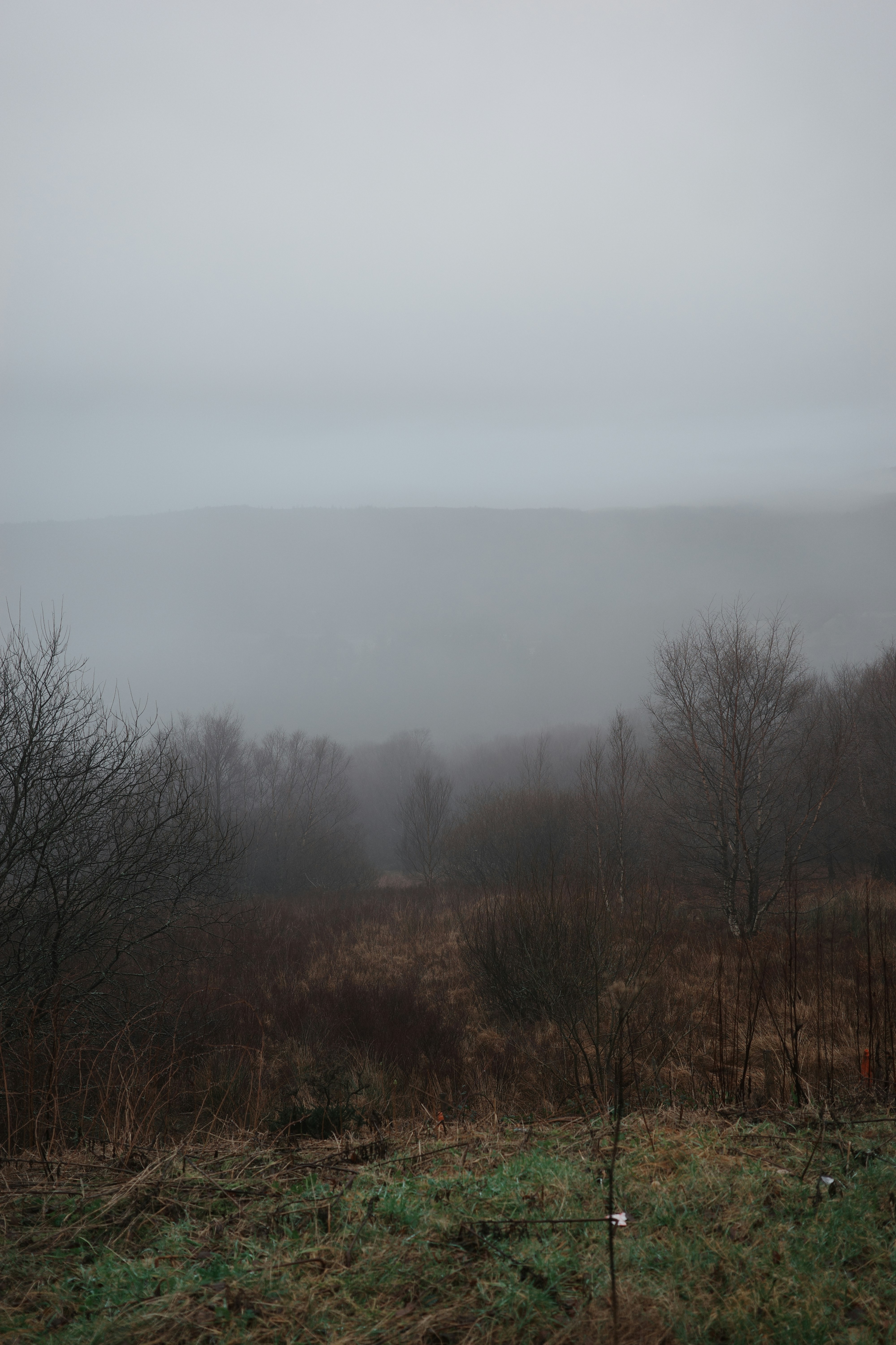 A foggy field with trees and bushes in the foreground photo – Free Grey ...