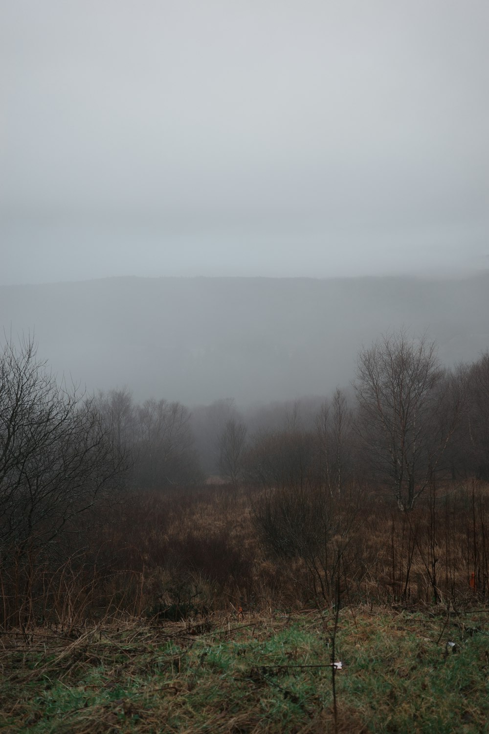 a foggy field with trees and bushes in the foreground