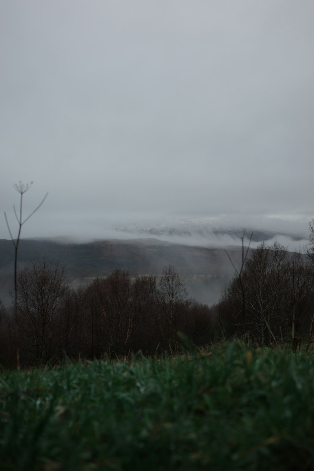 a foggy landscape with trees and a hill in the distance