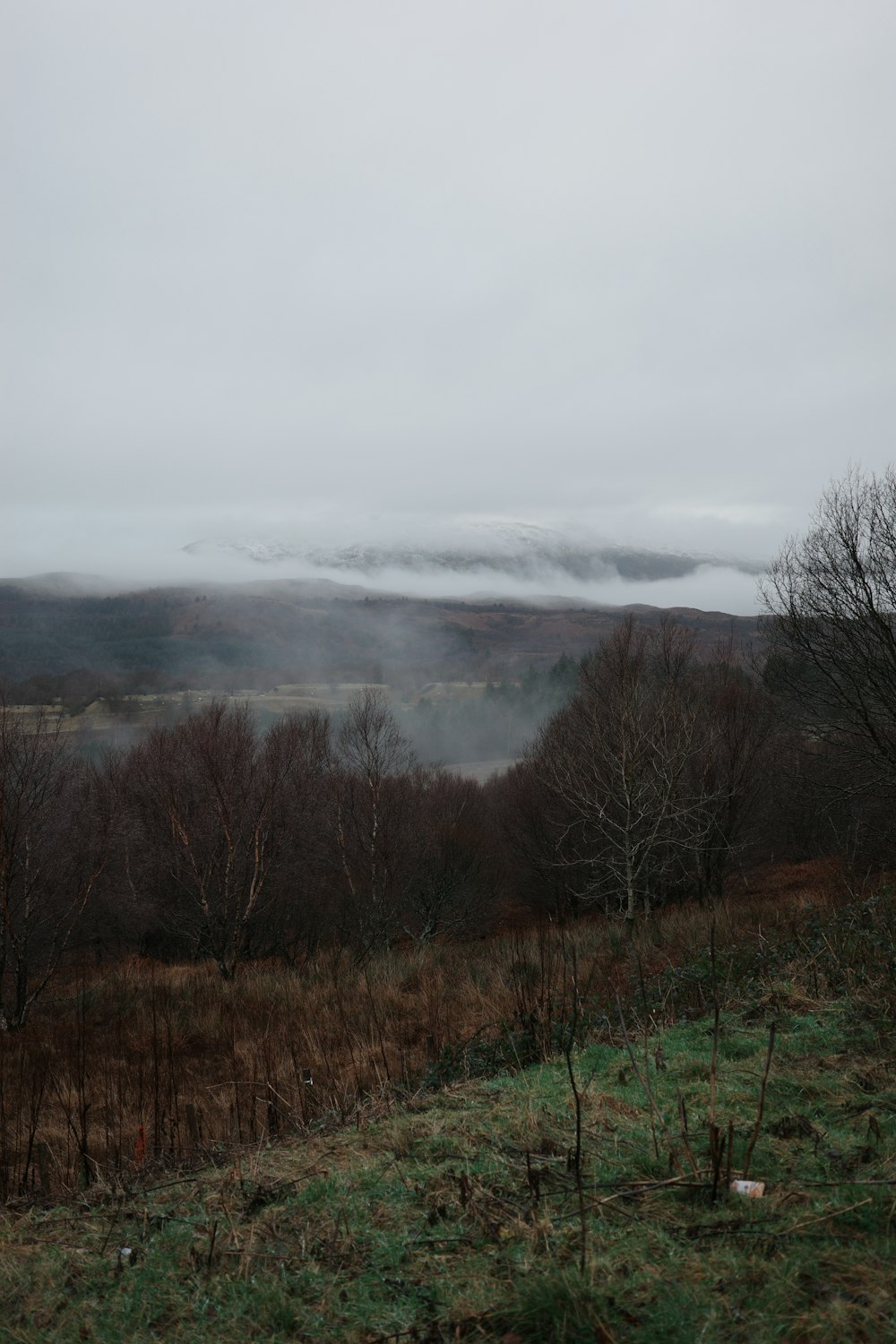 a foggy landscape with trees in the foreground