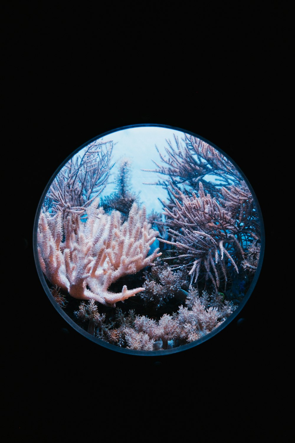 a picture of some corals in the water