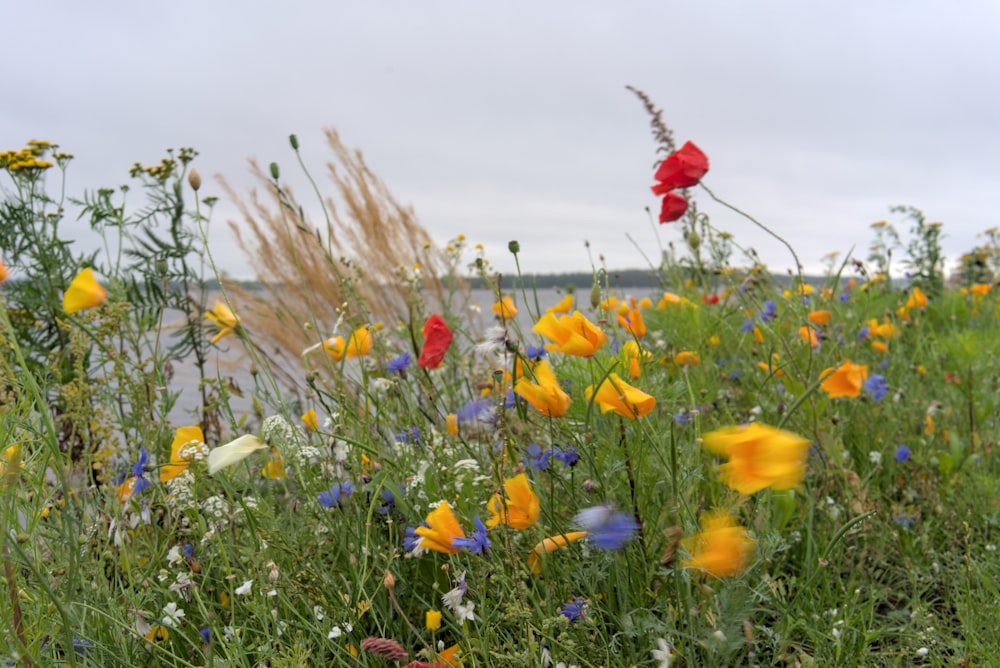 a field of wildflowers with a body of water in the background