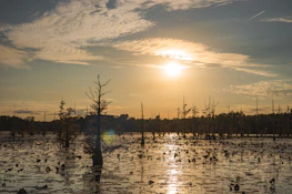 the sun is setting over a swamp filled with birds