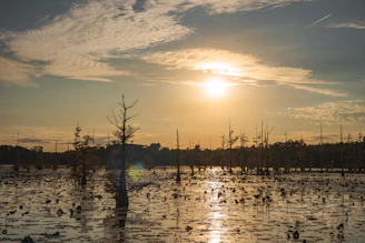 the sun is setting over a swamp filled with birds
