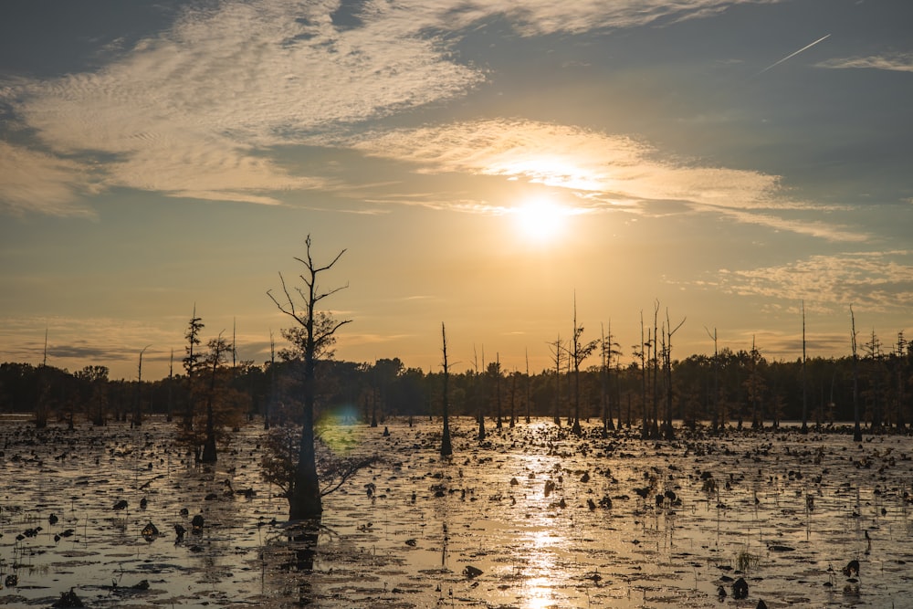 the sun is setting over a swamp filled with birds
