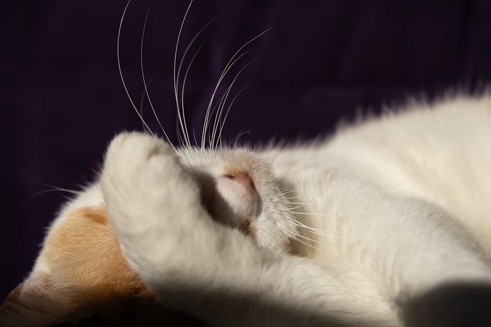 a close up of a cat laying on its back