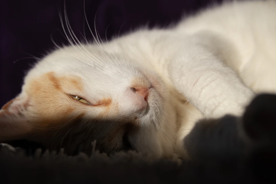 White cat lies on gray carpeted floor, head tilted to one side in repose