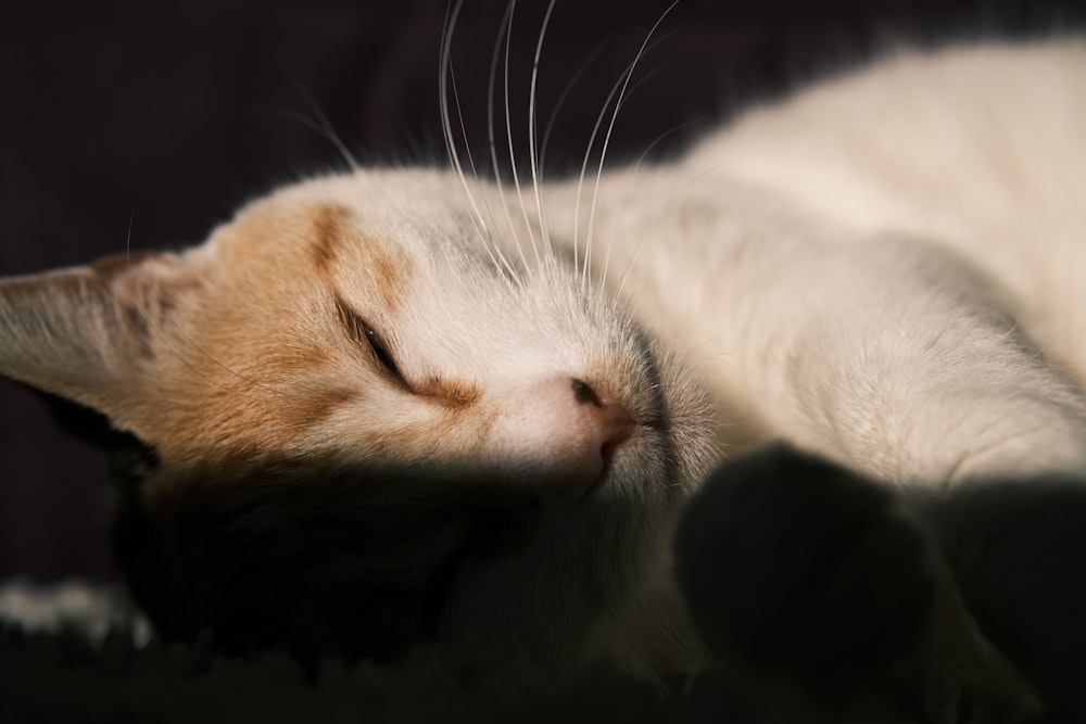 a close up of a cat sleeping on a bed