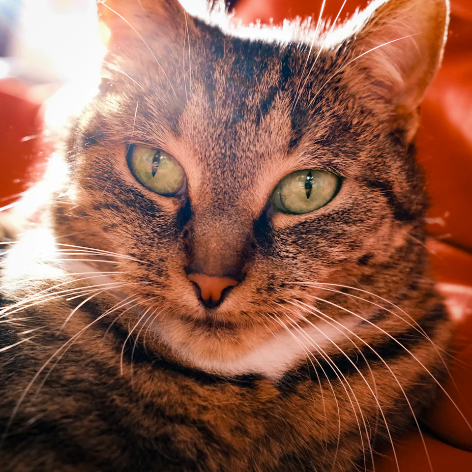 Brown and white cat sits on red couch, gazing directly into camera with alert expression